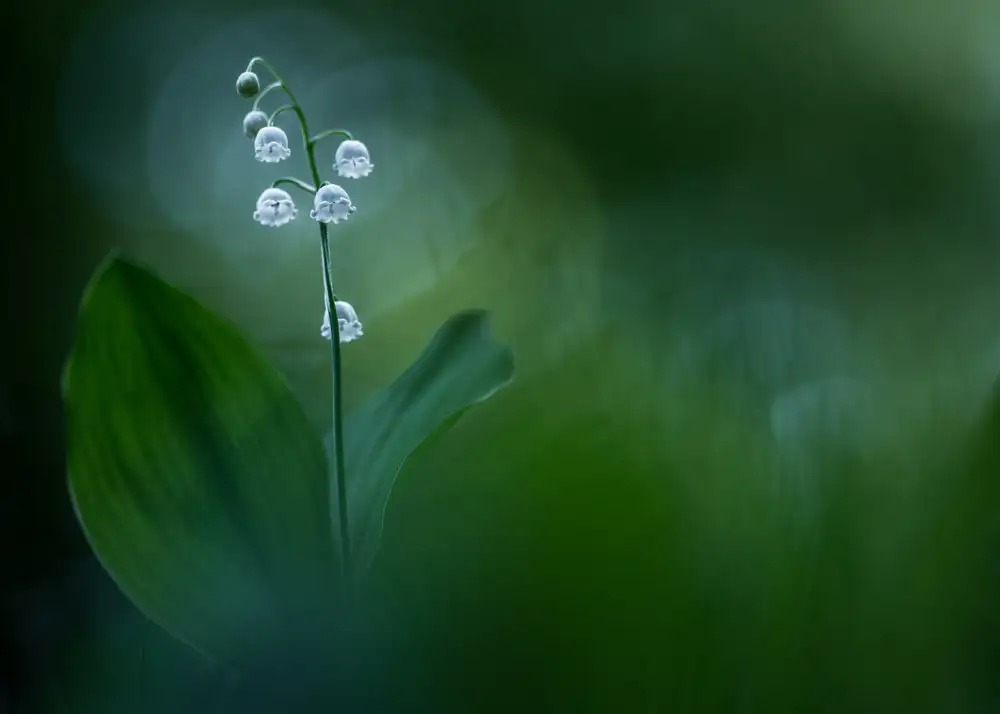 Dvorak, Petra: Lilly of the Valley
