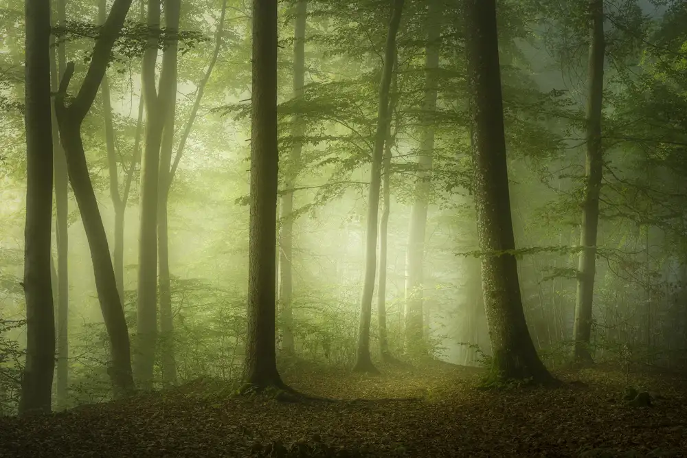 Maier, Norbert: Mysterious Spring Morning