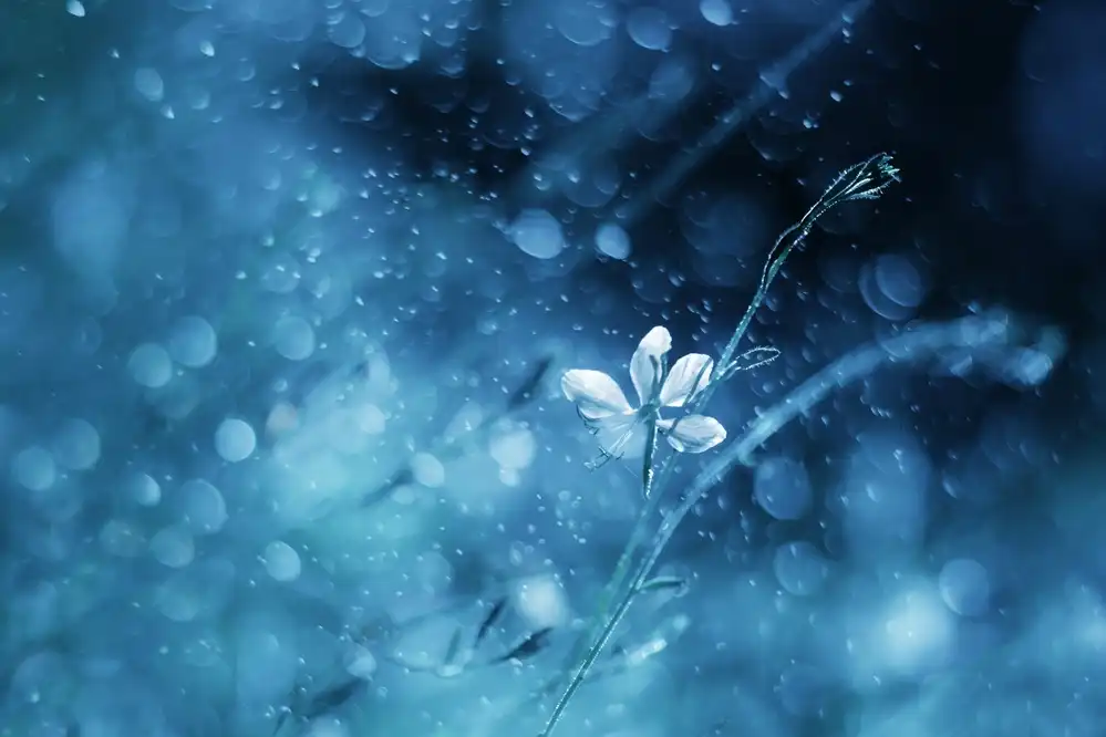 Devos, Delphine: Ephemeral Blue