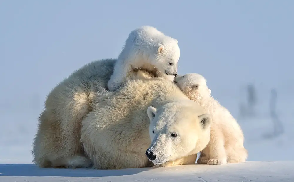 Tsui, Hung: Two cute cubs