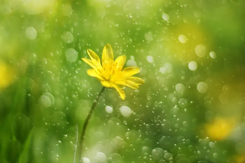 Devos, Delphine: Yellow Lady (2)