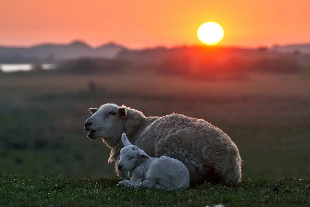 Balzer, Bodo: Sleep well Sheep