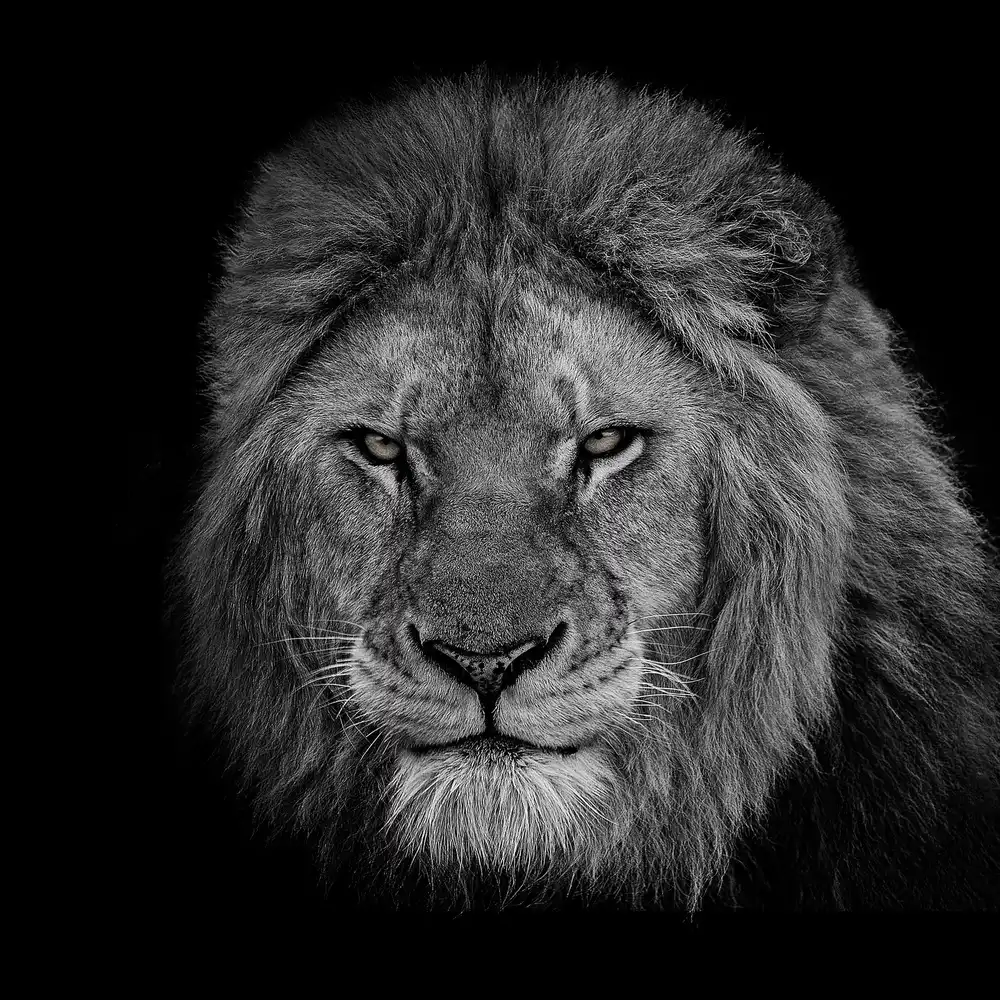 Reza, Nayyer Sayyed: The King