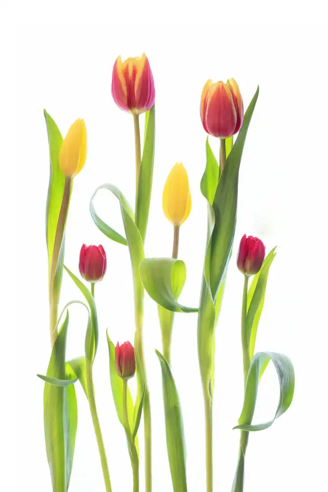 Williams, Sharon: Tulips
