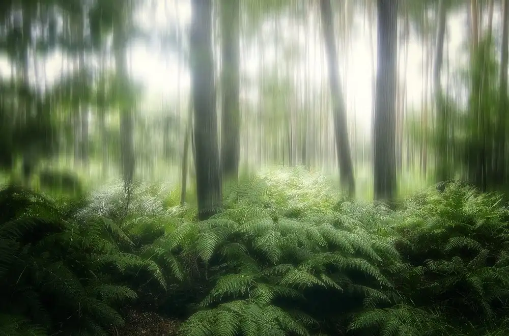 Cseresnjes, Anna: la foresta