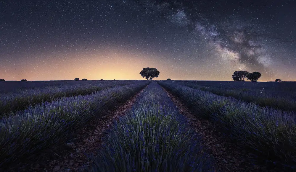 Dueso, Ruiz Jorge: Lavender fields