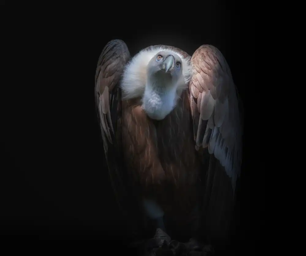KaMerA: observant