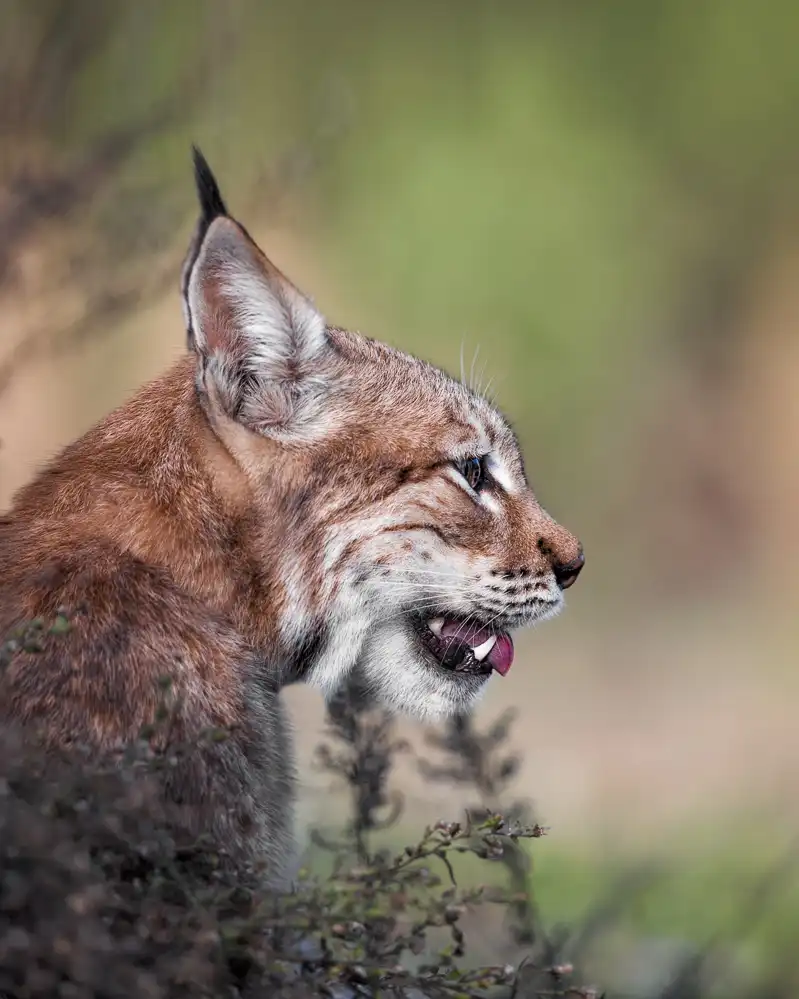 Fegari: Lynx