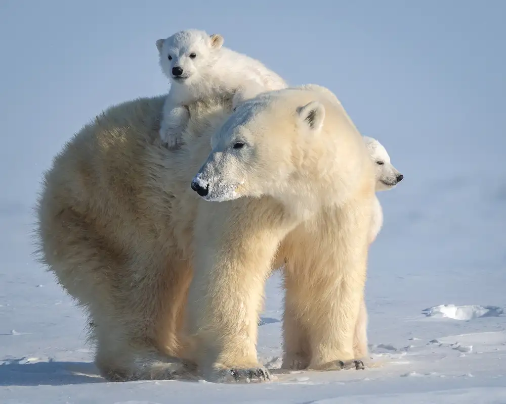 Tsui, Hung: Mischievous little polar bear