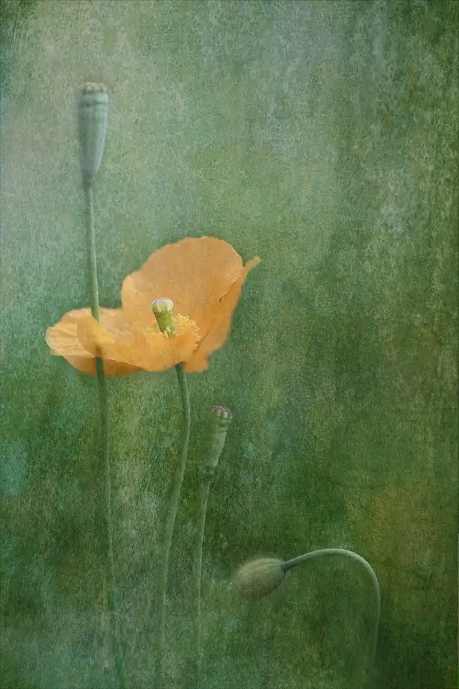 Catherine, W.: Poppy