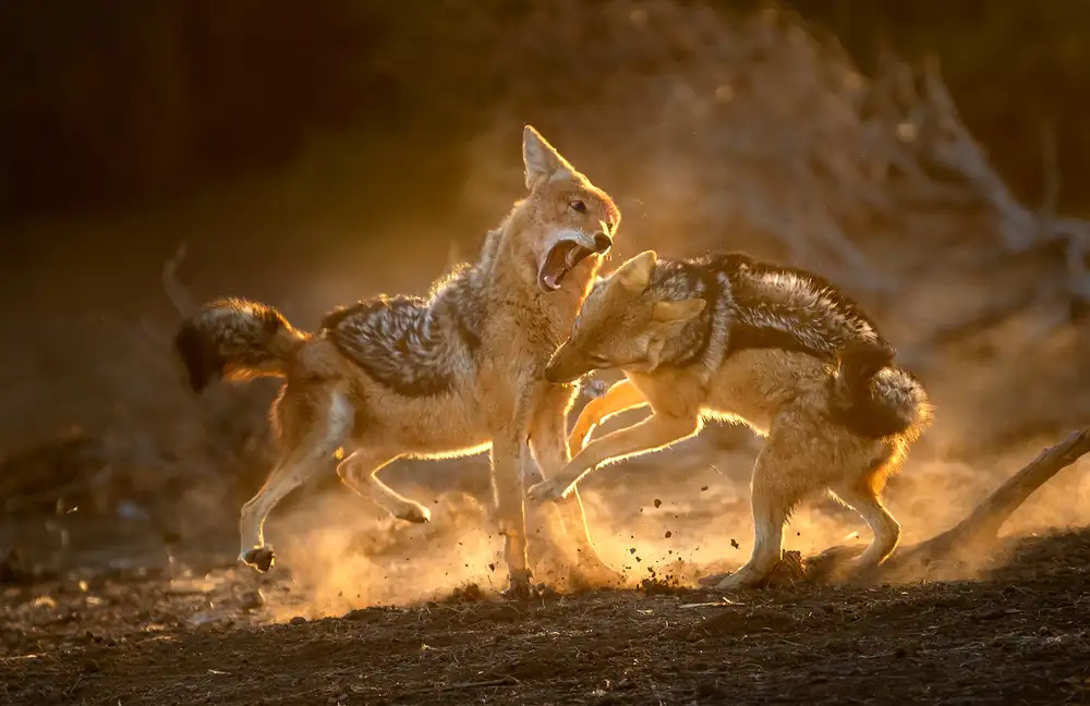 Tsui, Hung: Fierce Battle