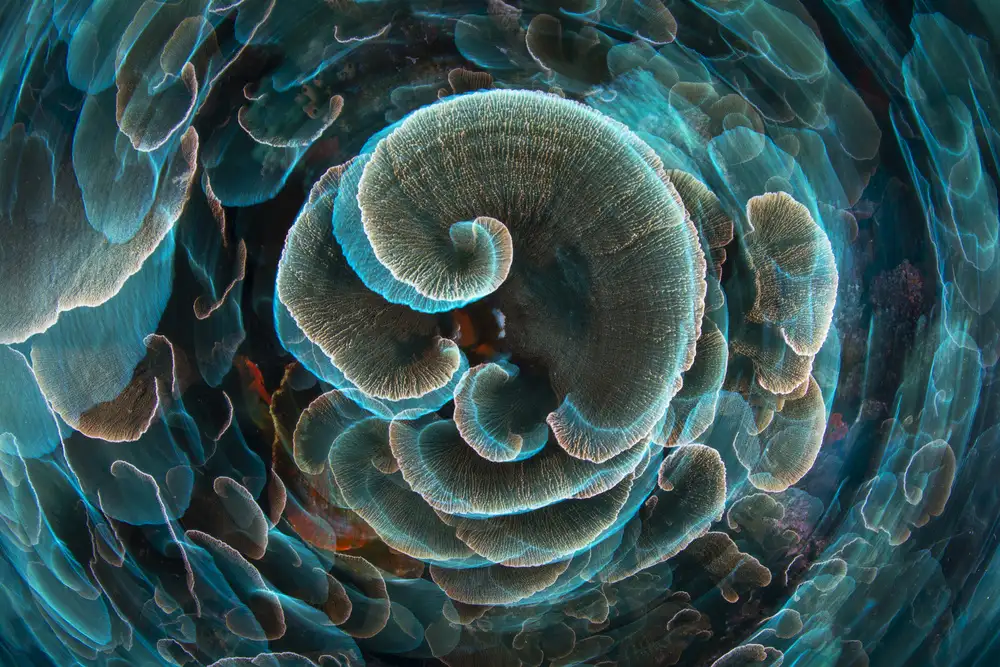 Gabriel, Barathieu: Lettuce Coral