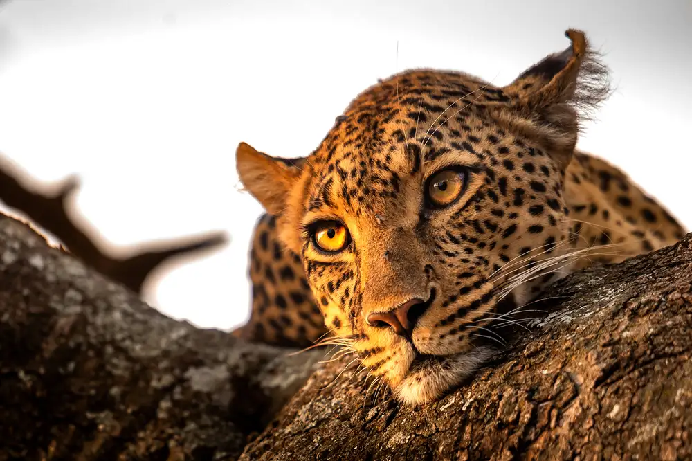 Tsui, Hung: Leopard eyes