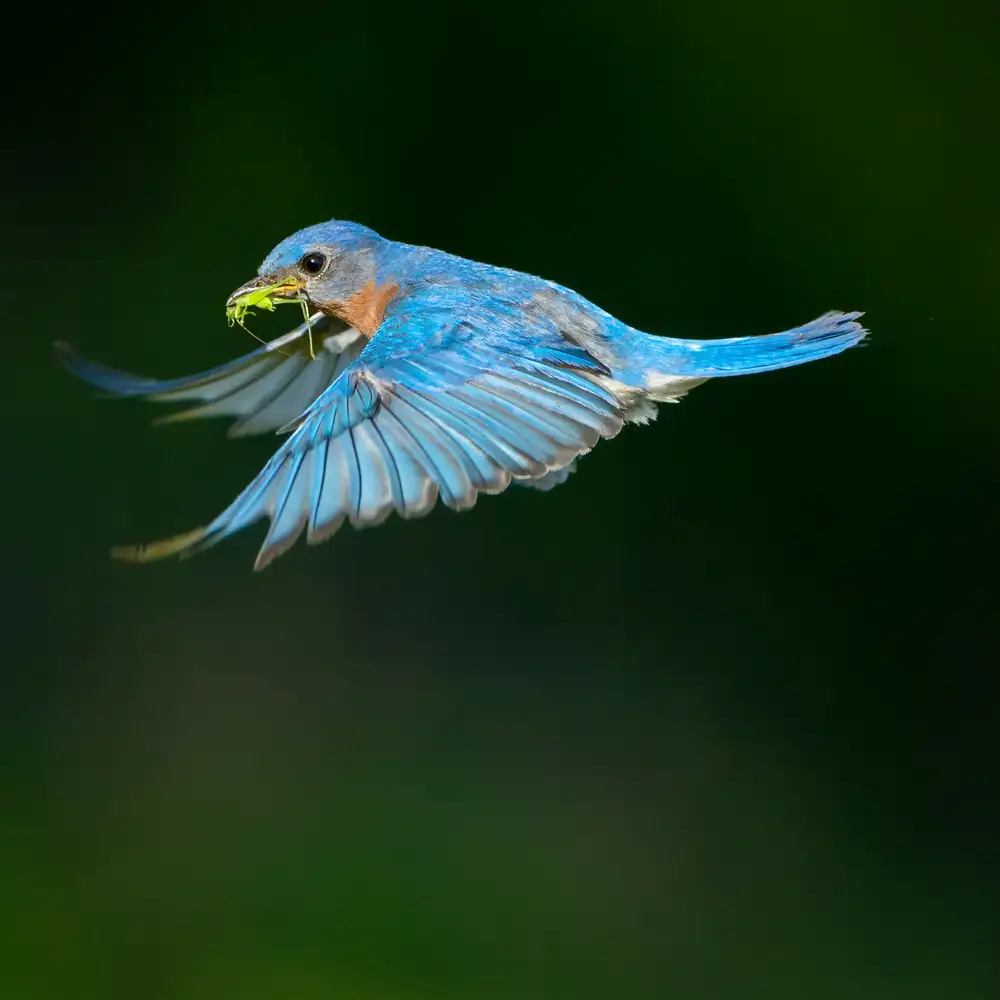 Li, Alex: Oiseau bleu
