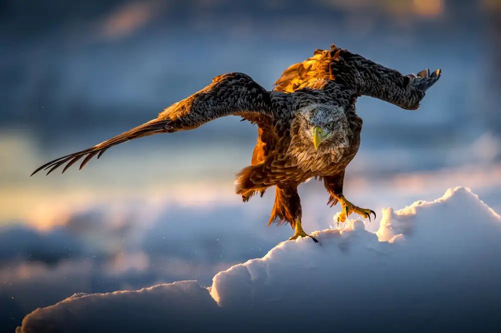 Tsui, Hung: A Sea eagle on drift ice