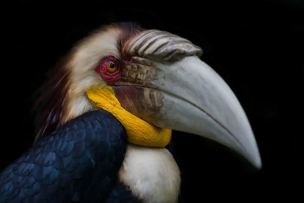 Tjandra, C.S.: Wreathed hornbill
