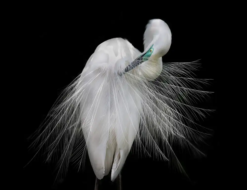 Tjandra, C.S.: Great Egret