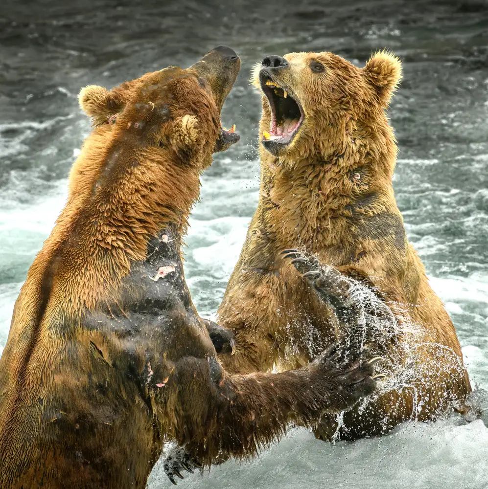 Tsui, Hung: The Fight