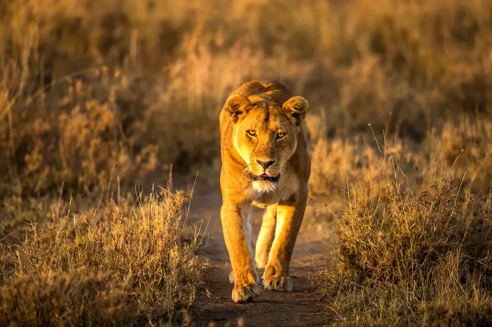 Tsui, Hung: A Lion in the morning glow
