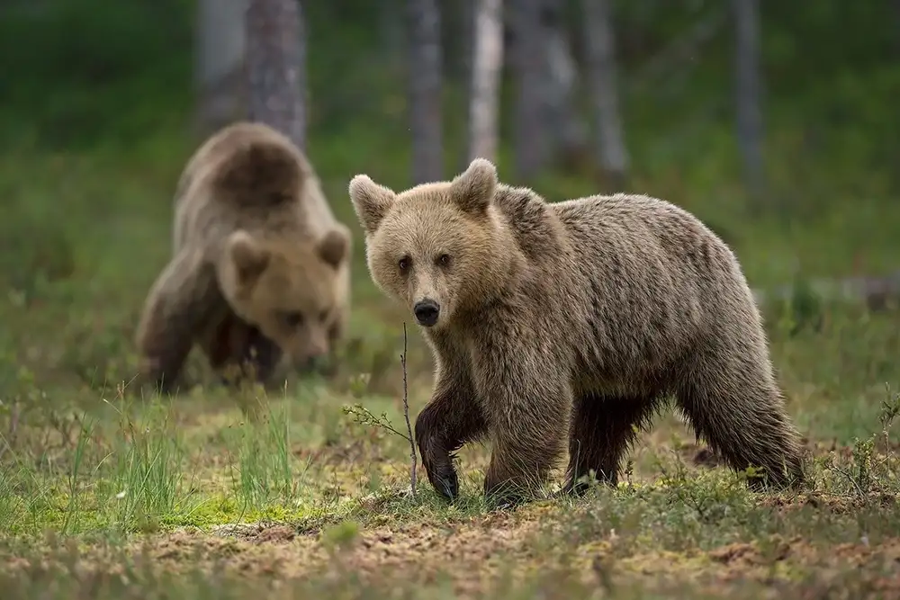 Pozzi, Marco: Bears