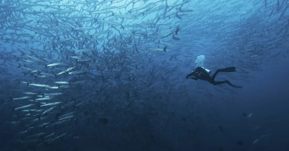 Yevtushyk, Dmitriy: In a fishschool of barracudas.