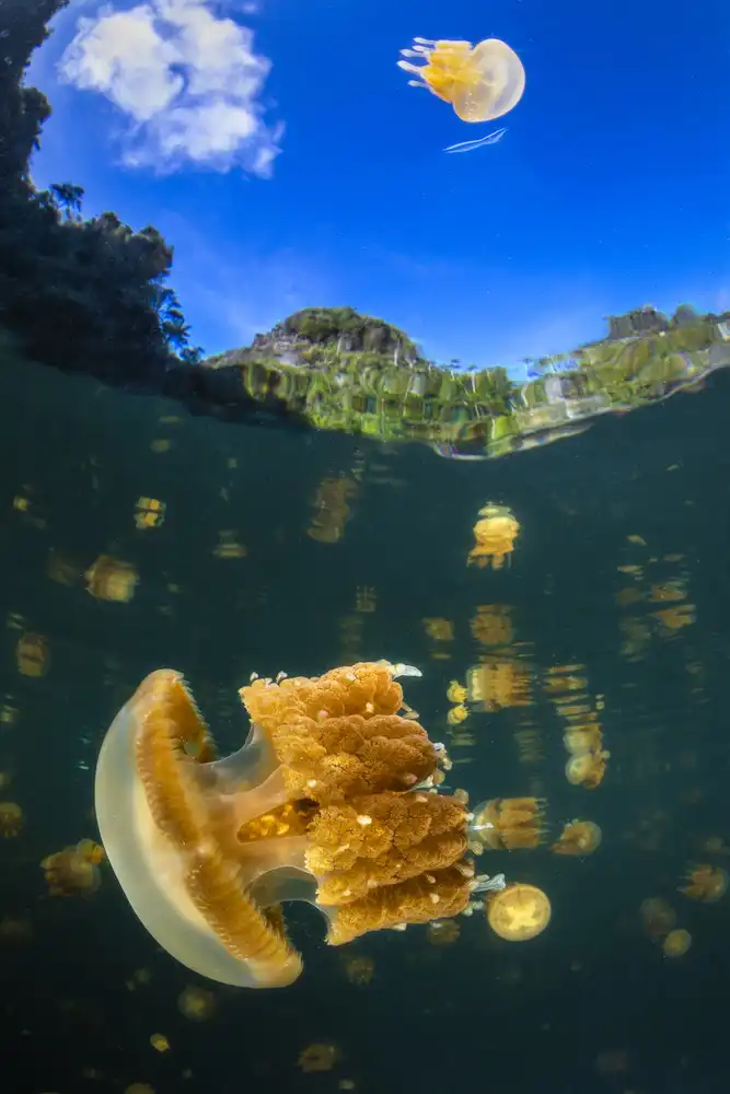 Gabriel, Barathieu: Flying jellyfish