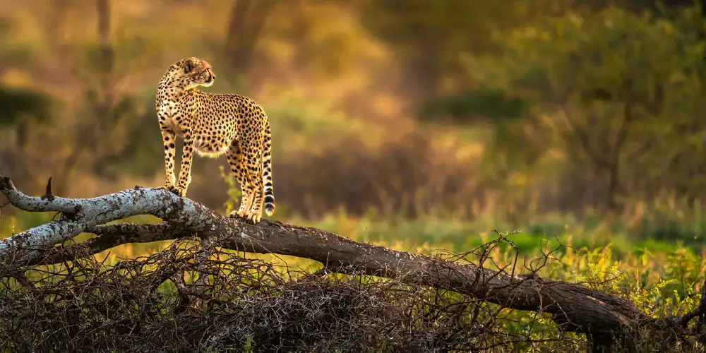 Tsui, Hung: A cheetah standing on the dry tree