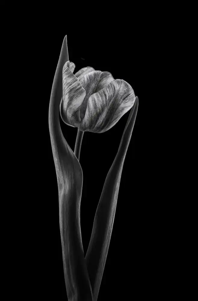 Grønkjær, Lotte: Tulipe de Rembrandt