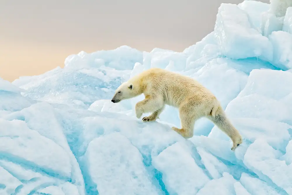 Raga, Gil Joan: Orso polare alle Svalbard