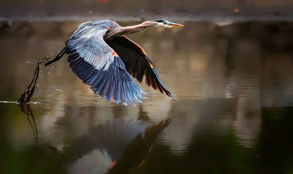 Fischer, Jie: Fly from water