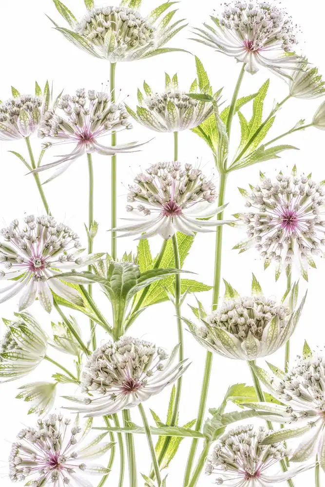 Disher, Mandy: .Astrantie.