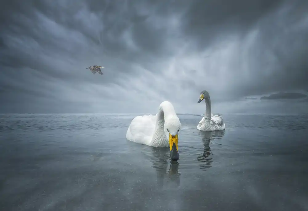 Deng, Larry: Hello Swan Lake