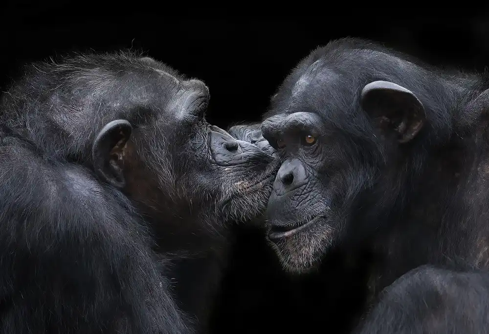 Tjandra, C.S.: a kiss
