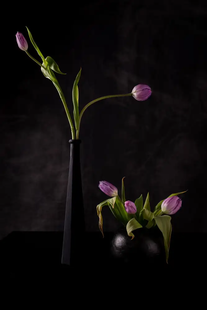 Guarino, Vito: Still life with five pink tulips