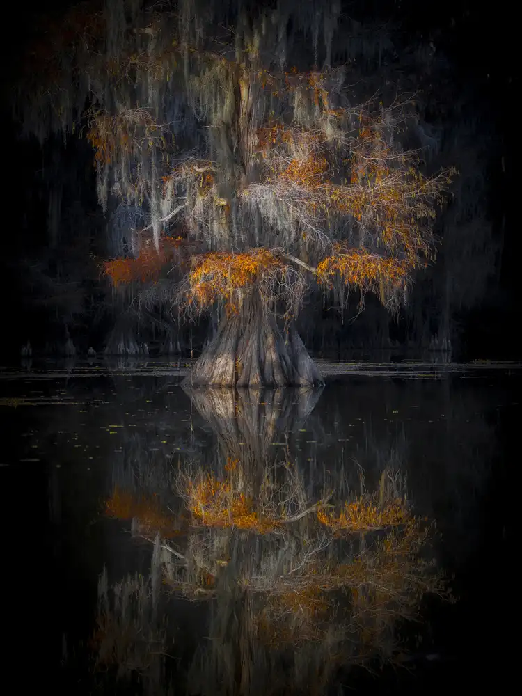 Zheng, Michael: Zypressenreflexion