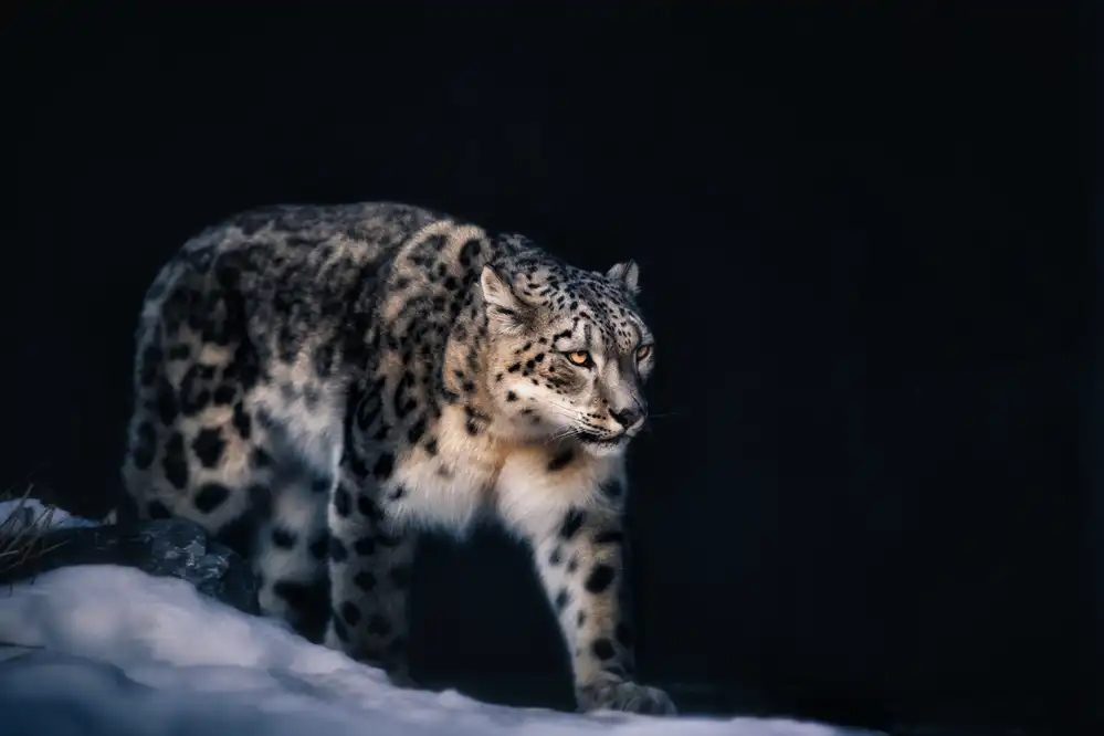 Zhao, Alex: Leopardo de nieve