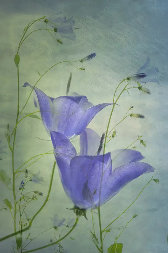 Son, van Greetje: Blumen