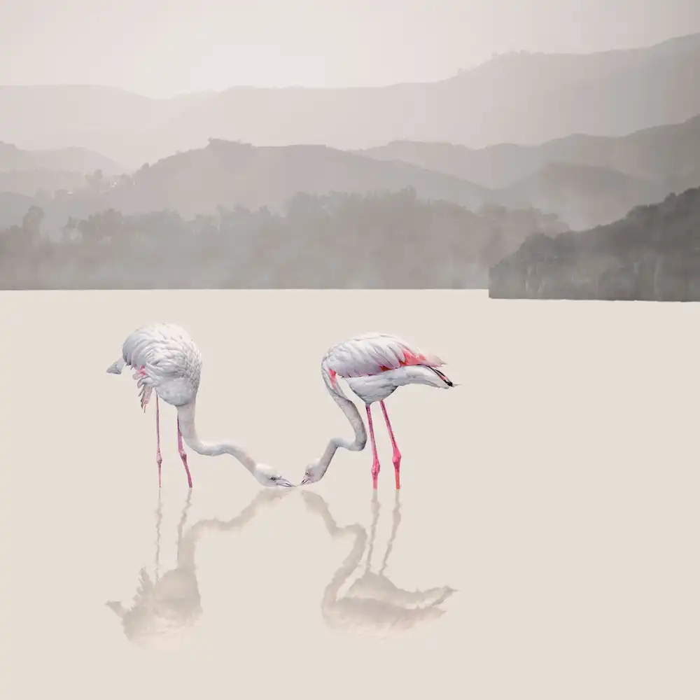 Reza, Nayyer Sayyed: Storks