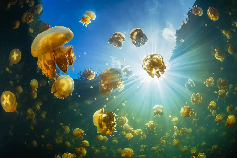 Gabriel, Barathieu: Sunlight and Jellyfish
