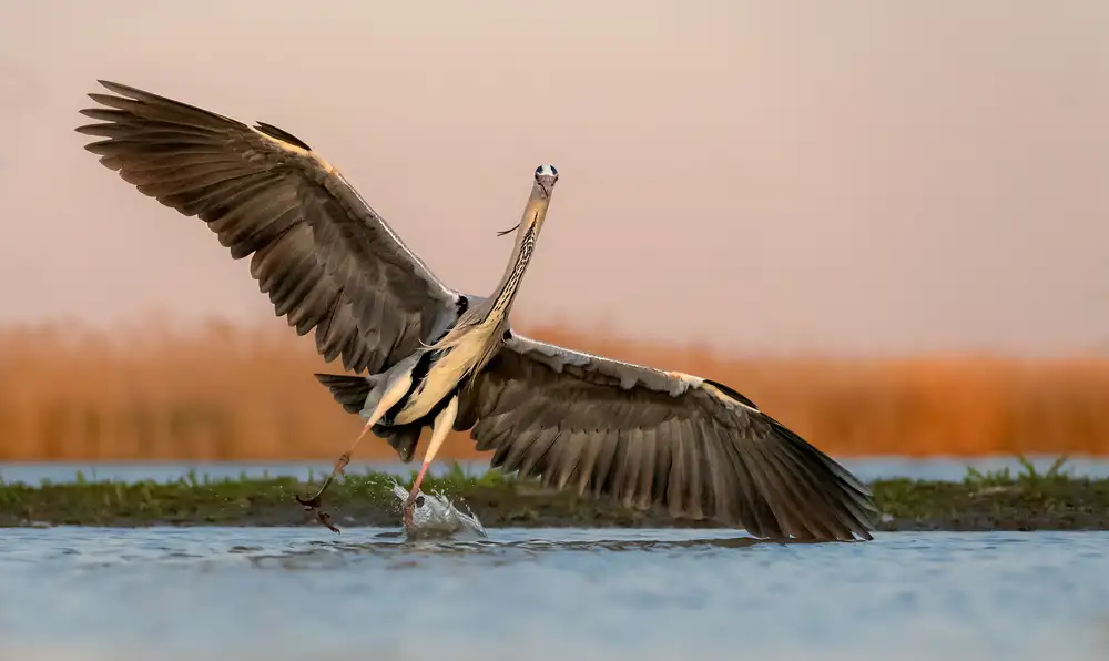 Fischer, Jie: Atterrissage sur l'eau