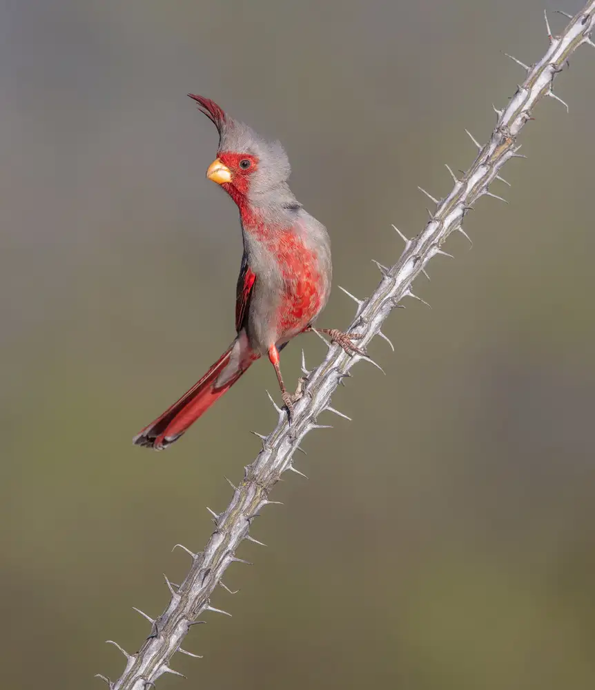 Barsh, Greg: Oiseau épineux