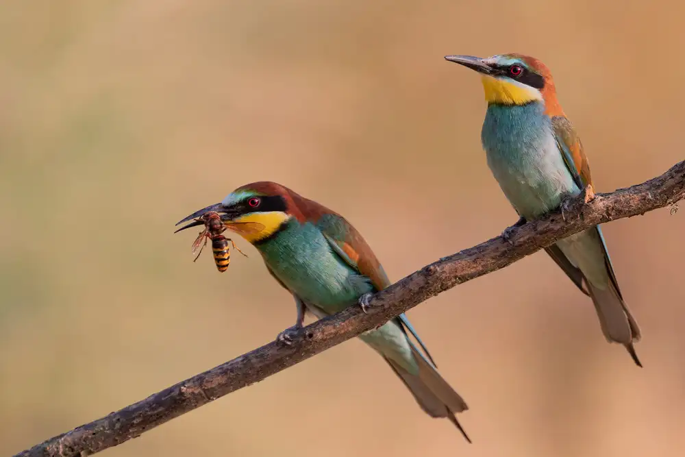 Bolla, Paolo: Bee-Eater