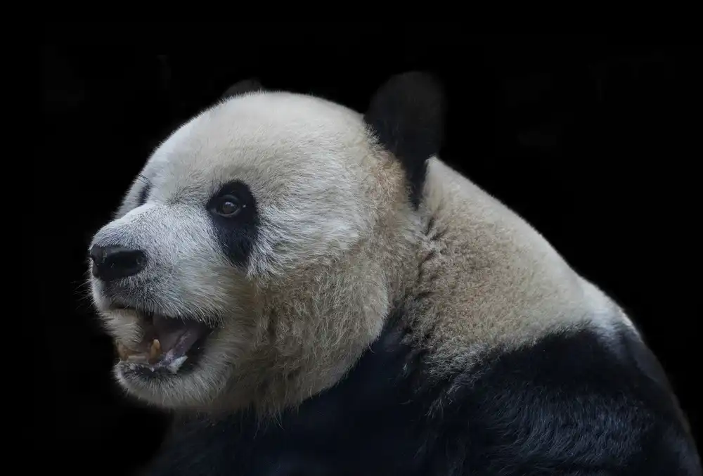 Tjandra, C.S.: Giant Panda