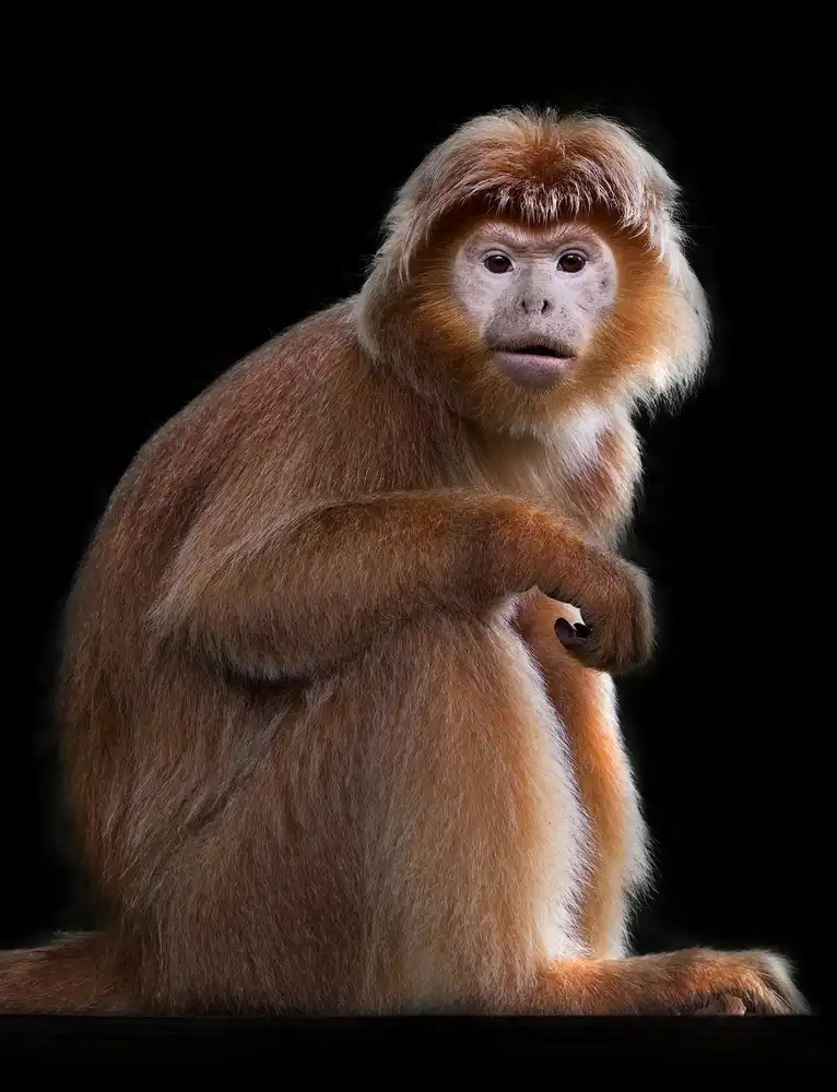 Tjandra, C.S.: Javan Langurs