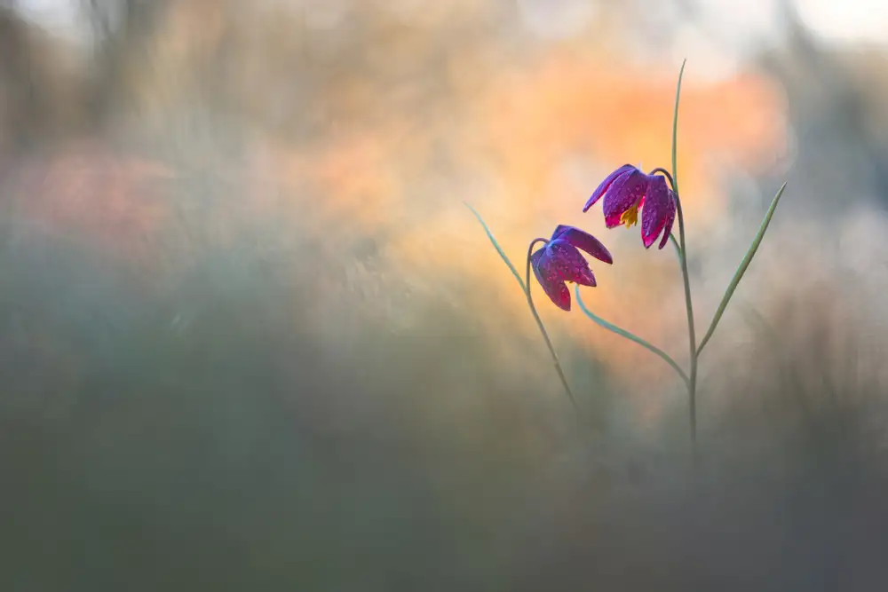 Blomme, Sebastien: Spring danse