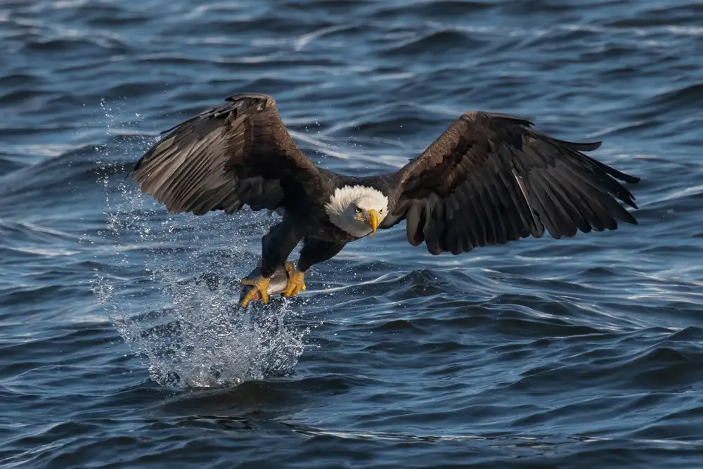 Xu, Leah: Eagle on the Mississippi River