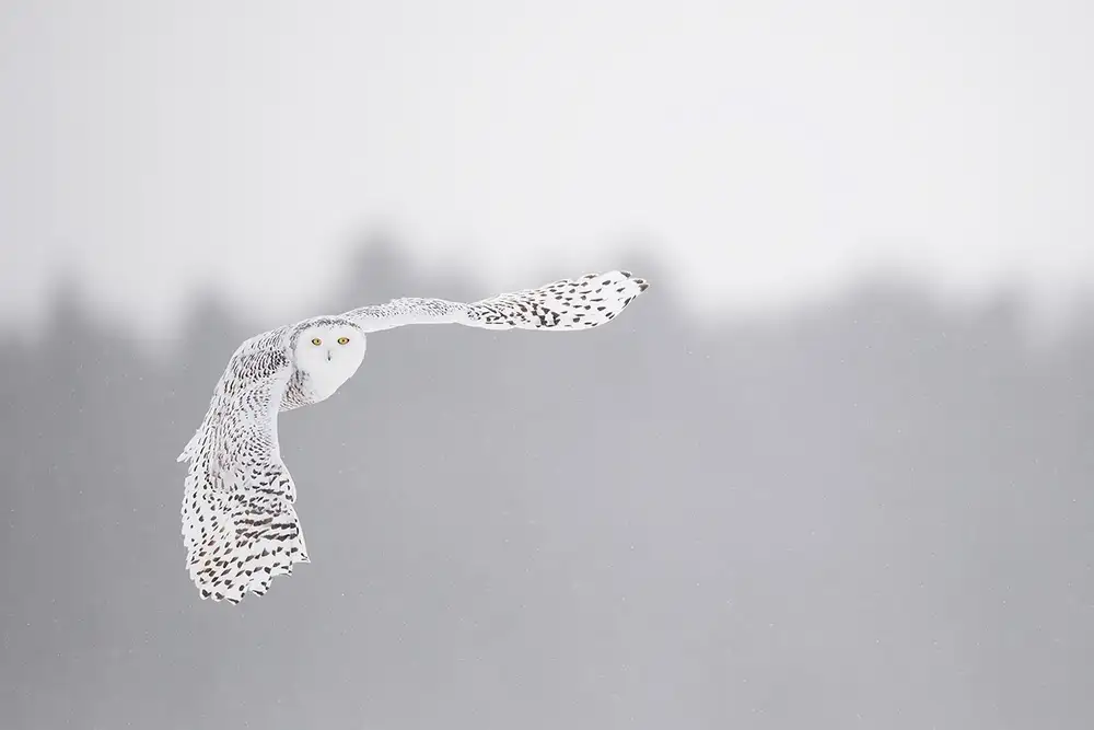 Pozzi, Marco: Flying in the frozen sky