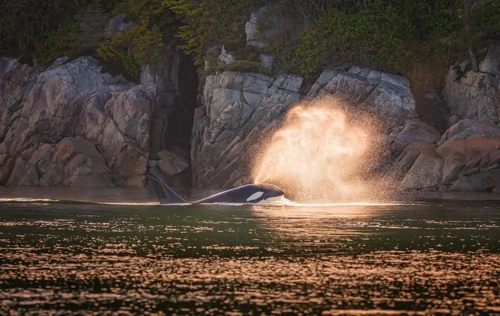 Sink, C. Jeffrey: Orca al tramonto