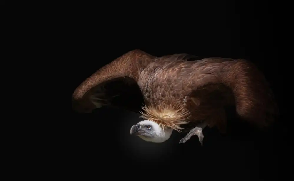 KaMerA: vulture