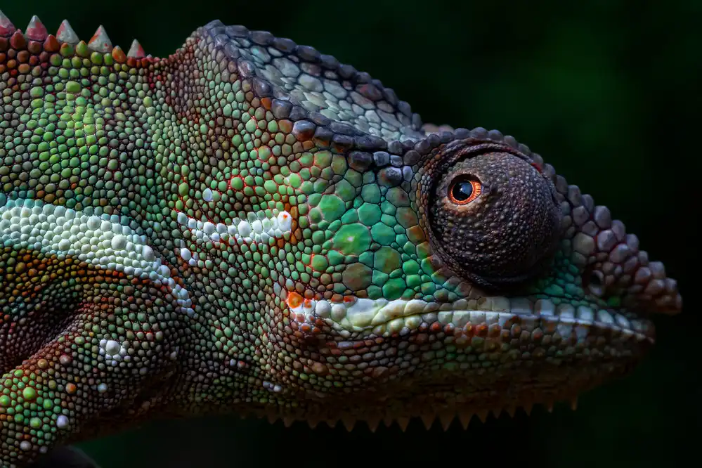 Song, Gunarto: The Face of Panther Chameleon